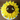 Sunflower Cake with a fondant sunflower in full bloom, second view