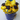 Close view of the chocolate graduation caps with blue tassels on the Graduation Cupcake Bouquet