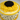Another view of the Sunburst Cake in ivory buttercream topped with a hand-crafted sunflower