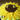Sunflower Cake fondant sunflower detail, third view